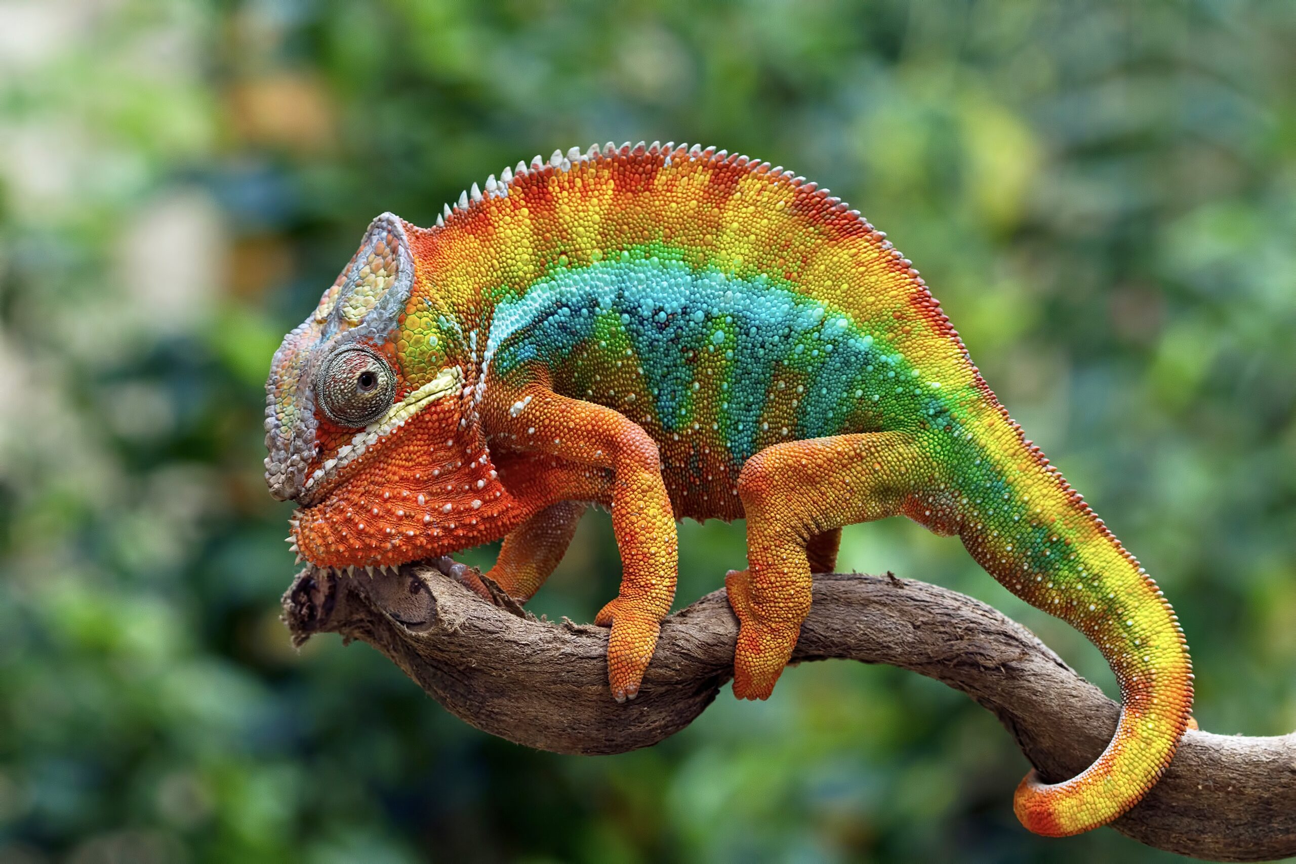 Chameleon