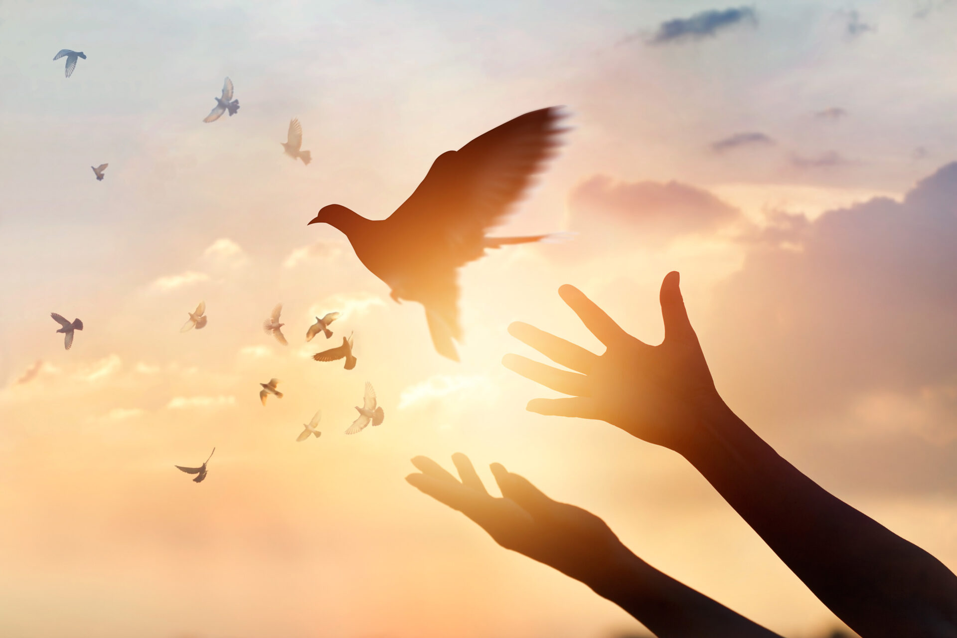  Free Bird2.jpg