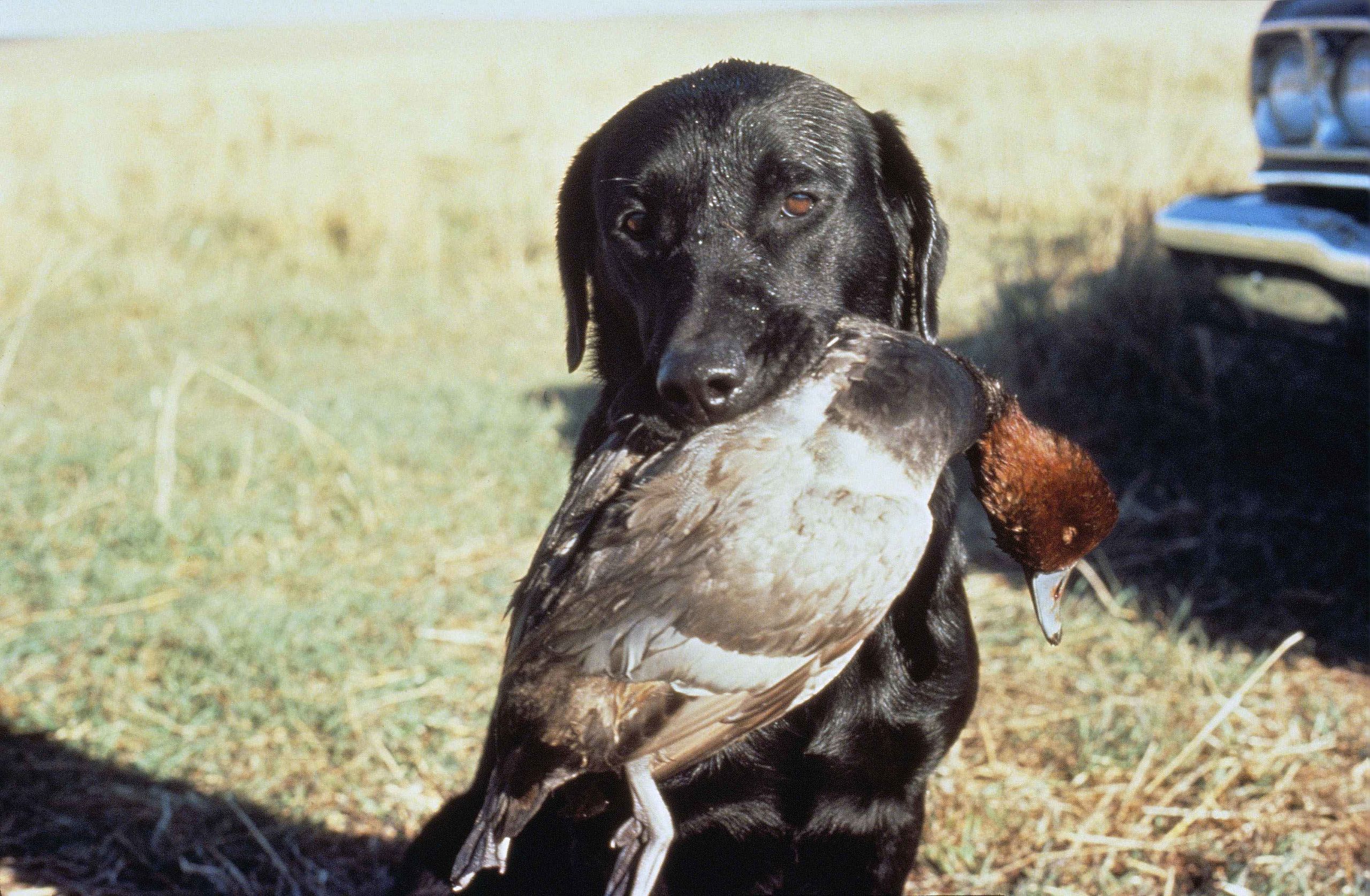 Hunting Dog2