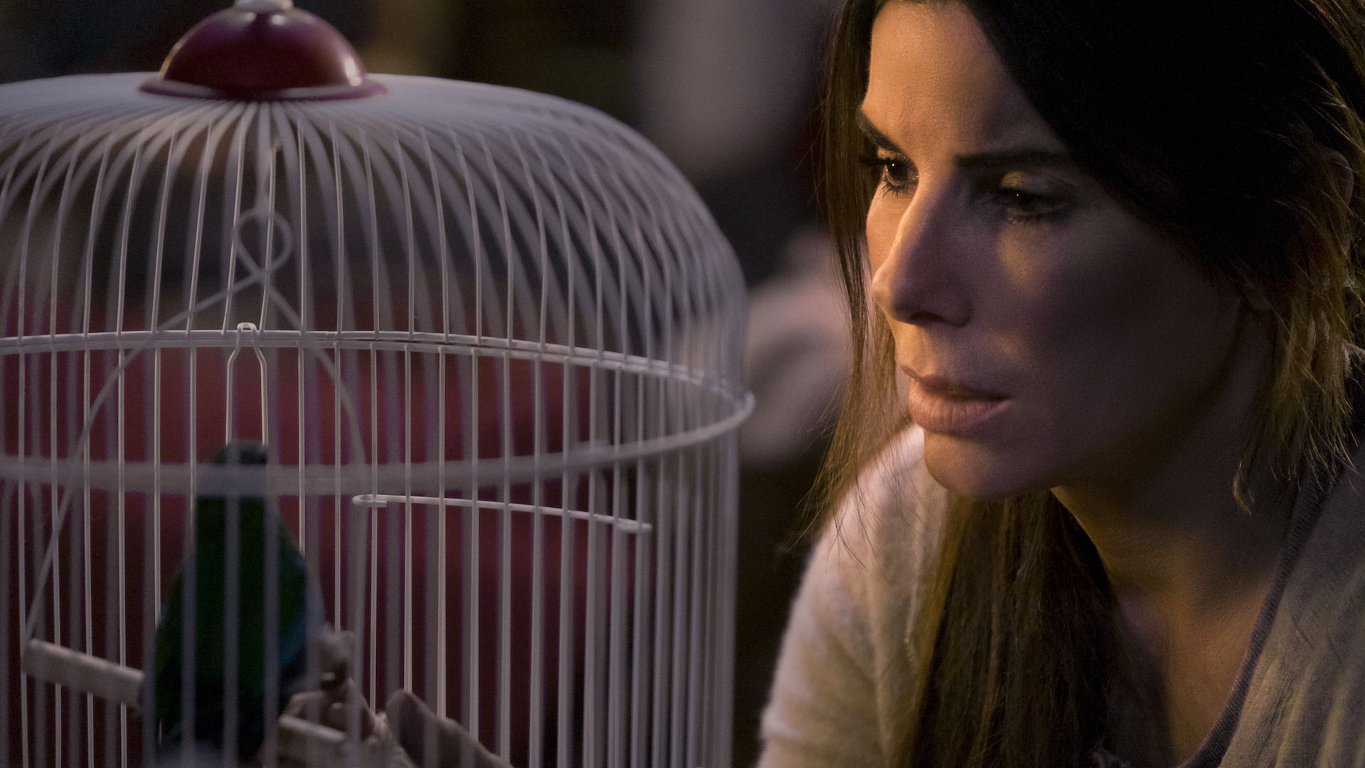 The Bird Box1