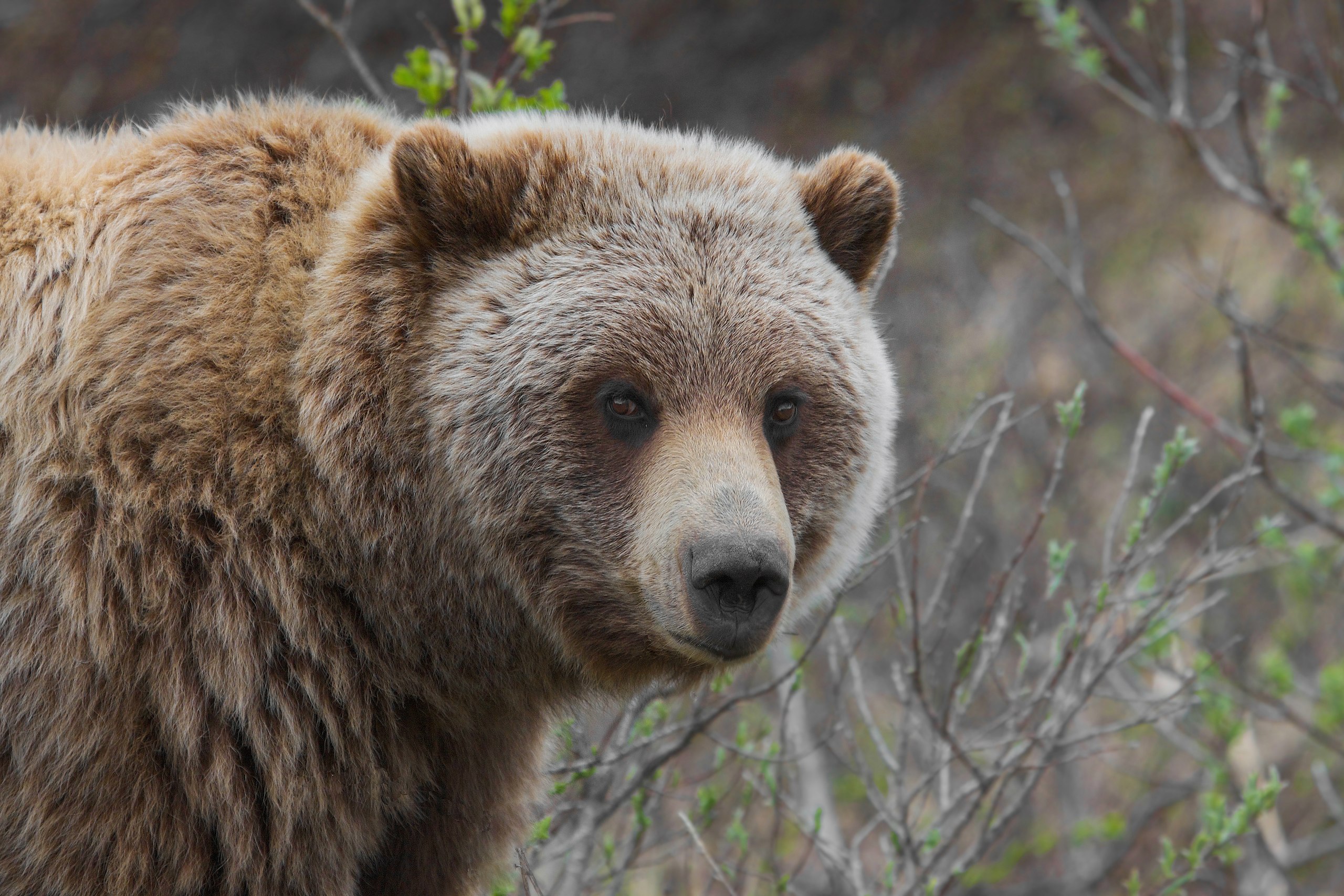 Bear1