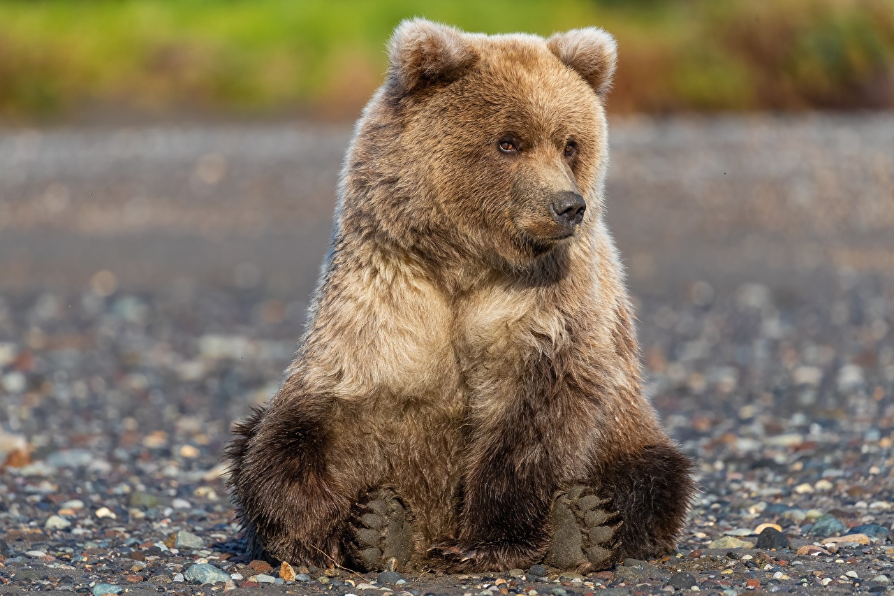 Bear2