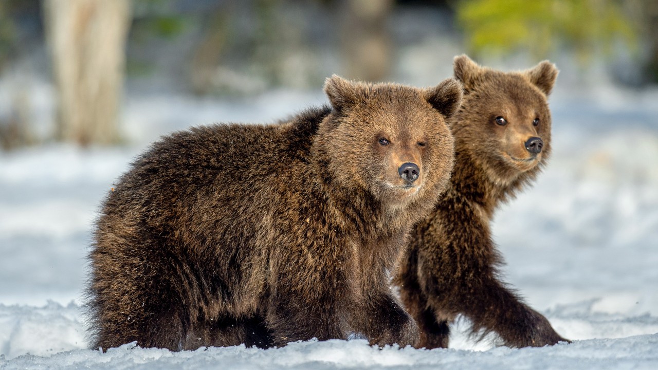 Bear3