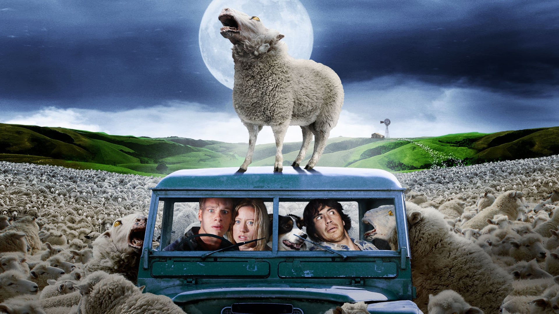 Black Sheep1