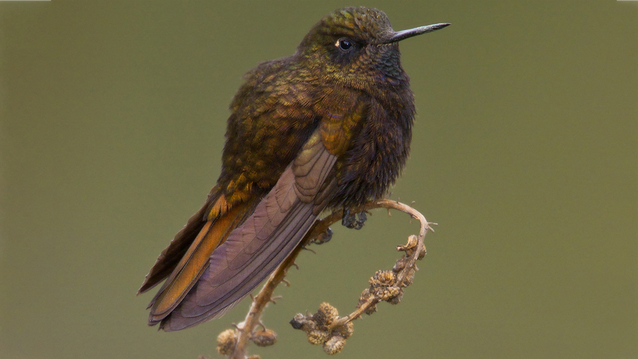 Hummingbird1