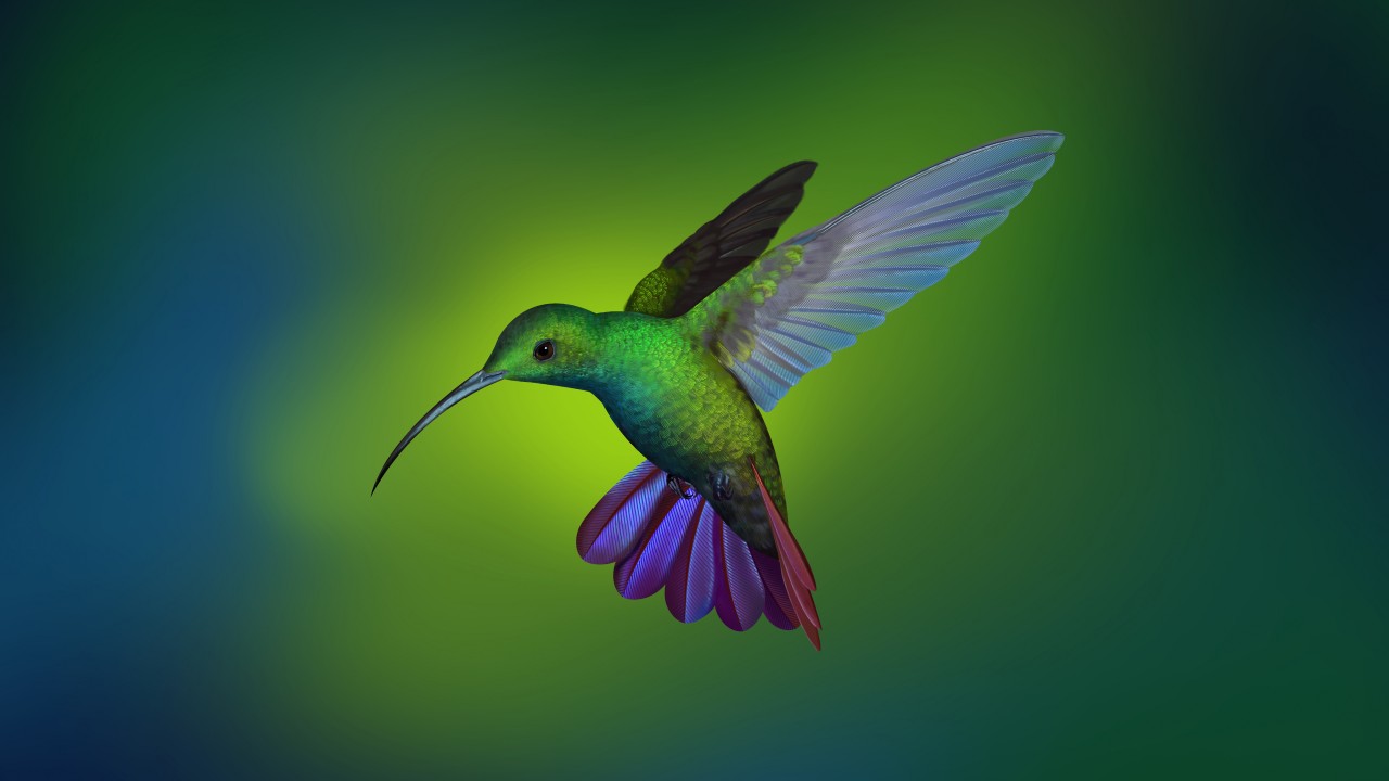 Hummingbird2