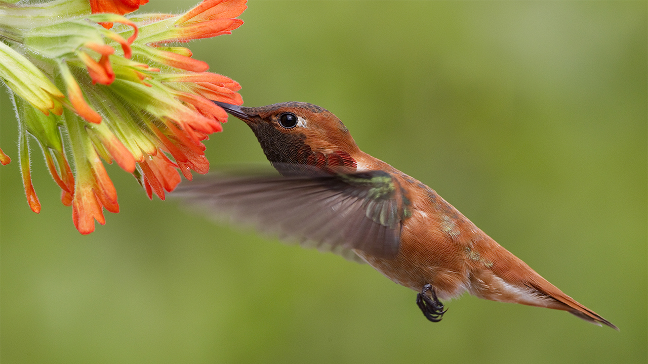 Hummingbird3